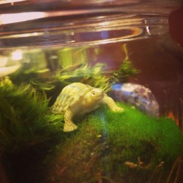 Image: Turtle Terrarium Close Up by Amoret